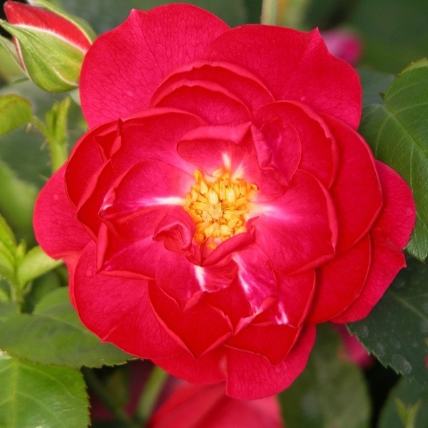 Rose John Cabot