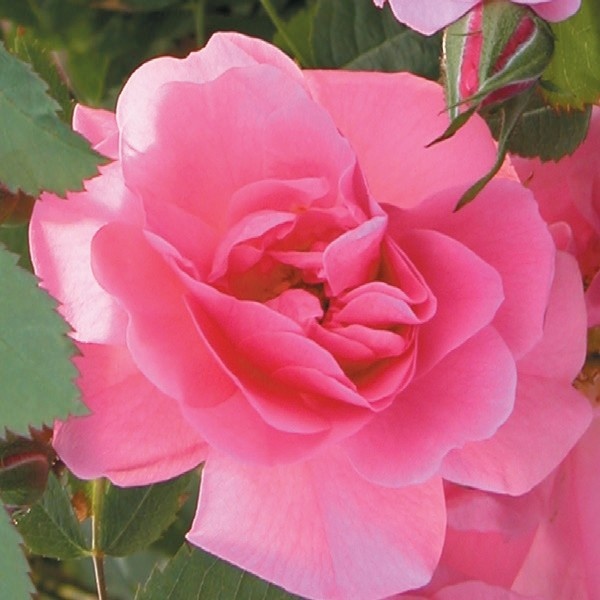 Rose John Davis