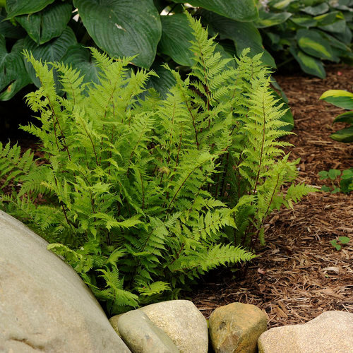 Fern Lady in Red
