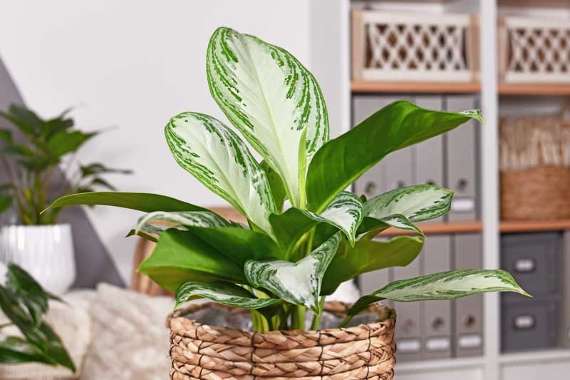 Chinese Evergreen Silver Bay