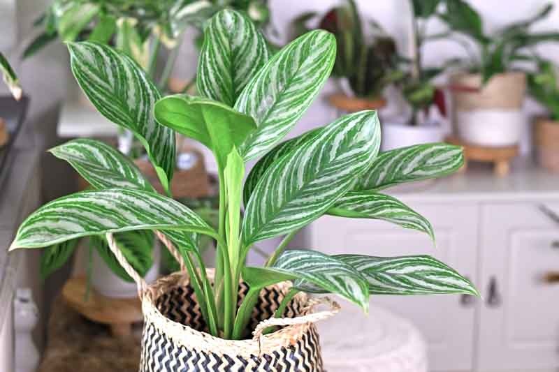 Chinese Evergreen Stripes