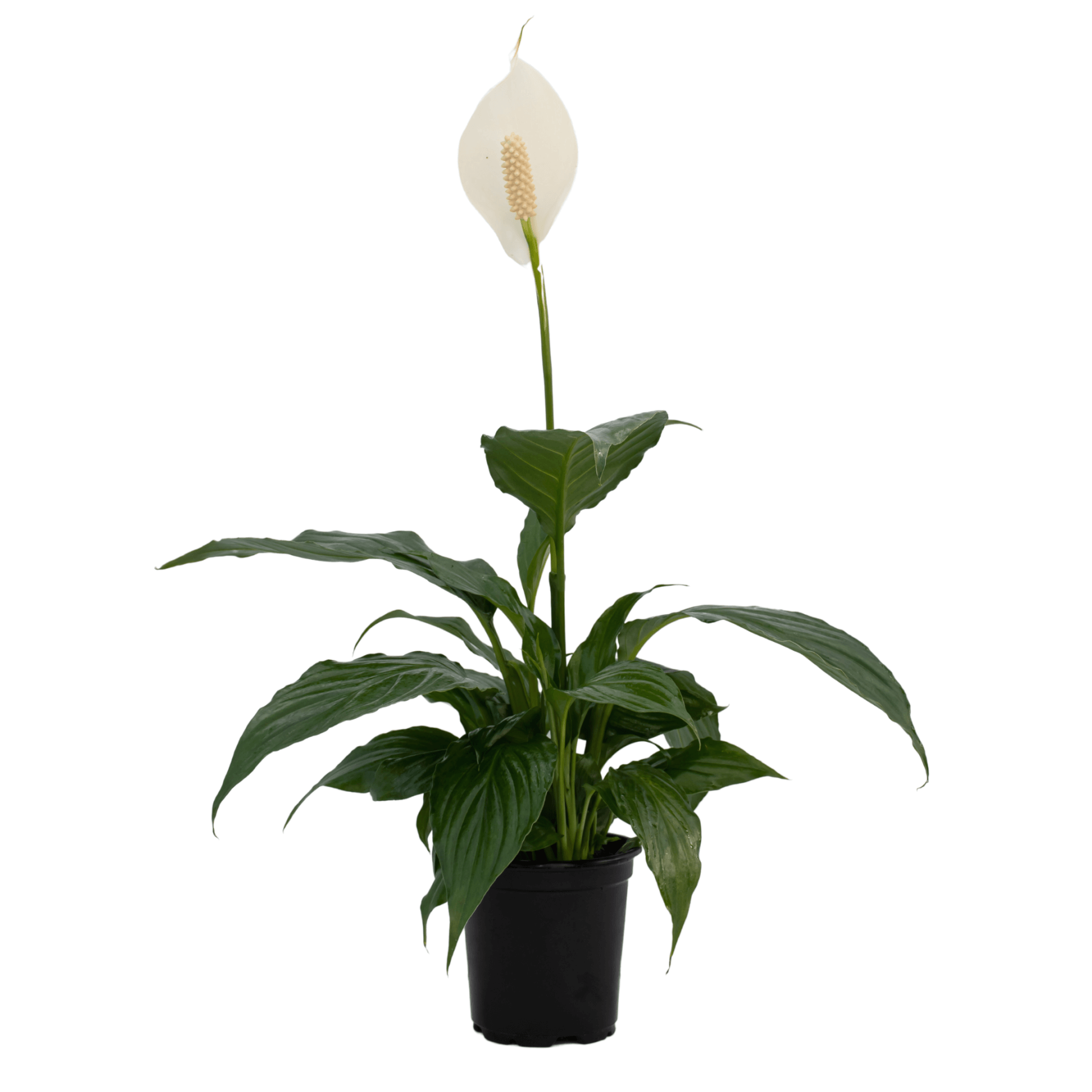 Peace Lily
