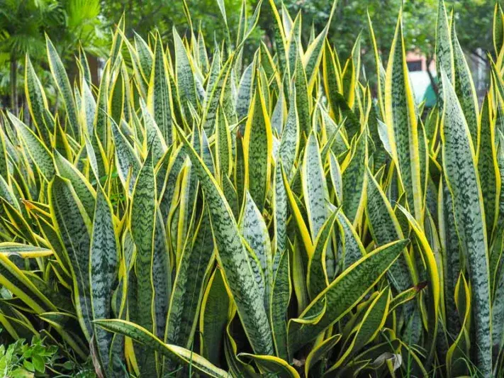 Snake Plant Laurentii