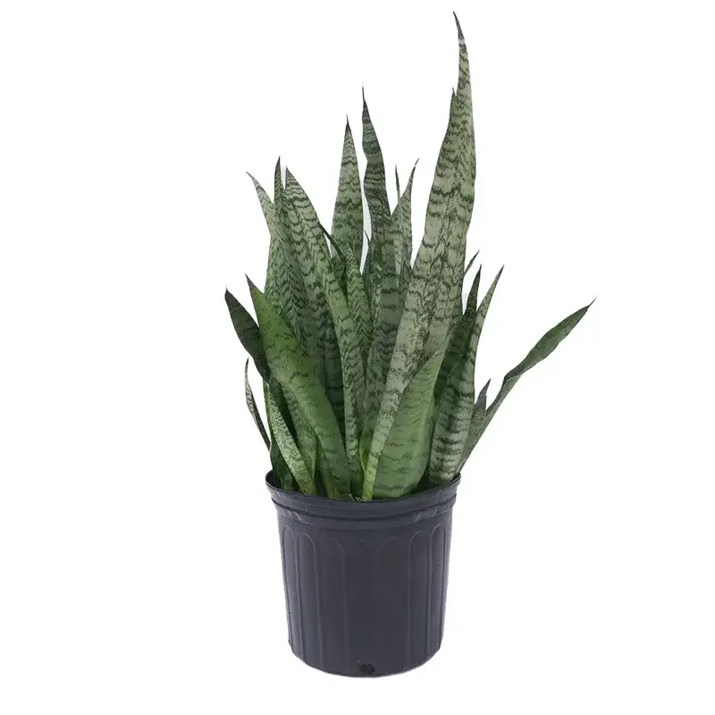 Snake Plant Zeylanica