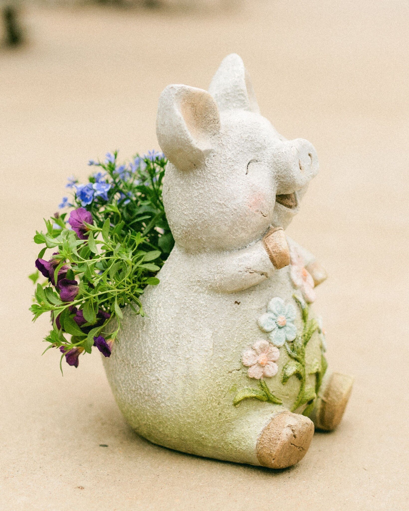 Dutch Growers Hogs + Kisses Mothers Day Arrangement