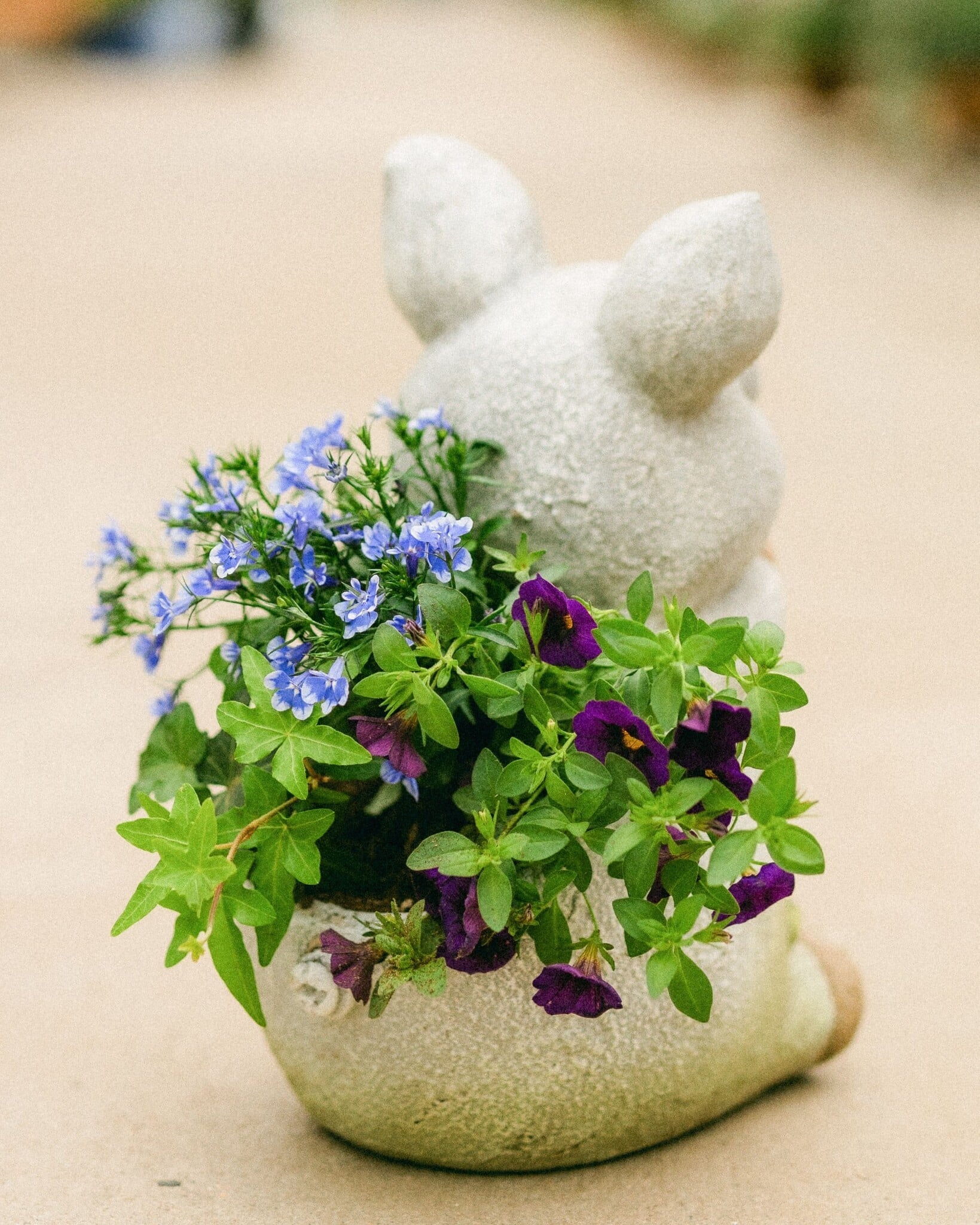 Dutch Growers Hogs + Kisses Mothers Day Arrangement