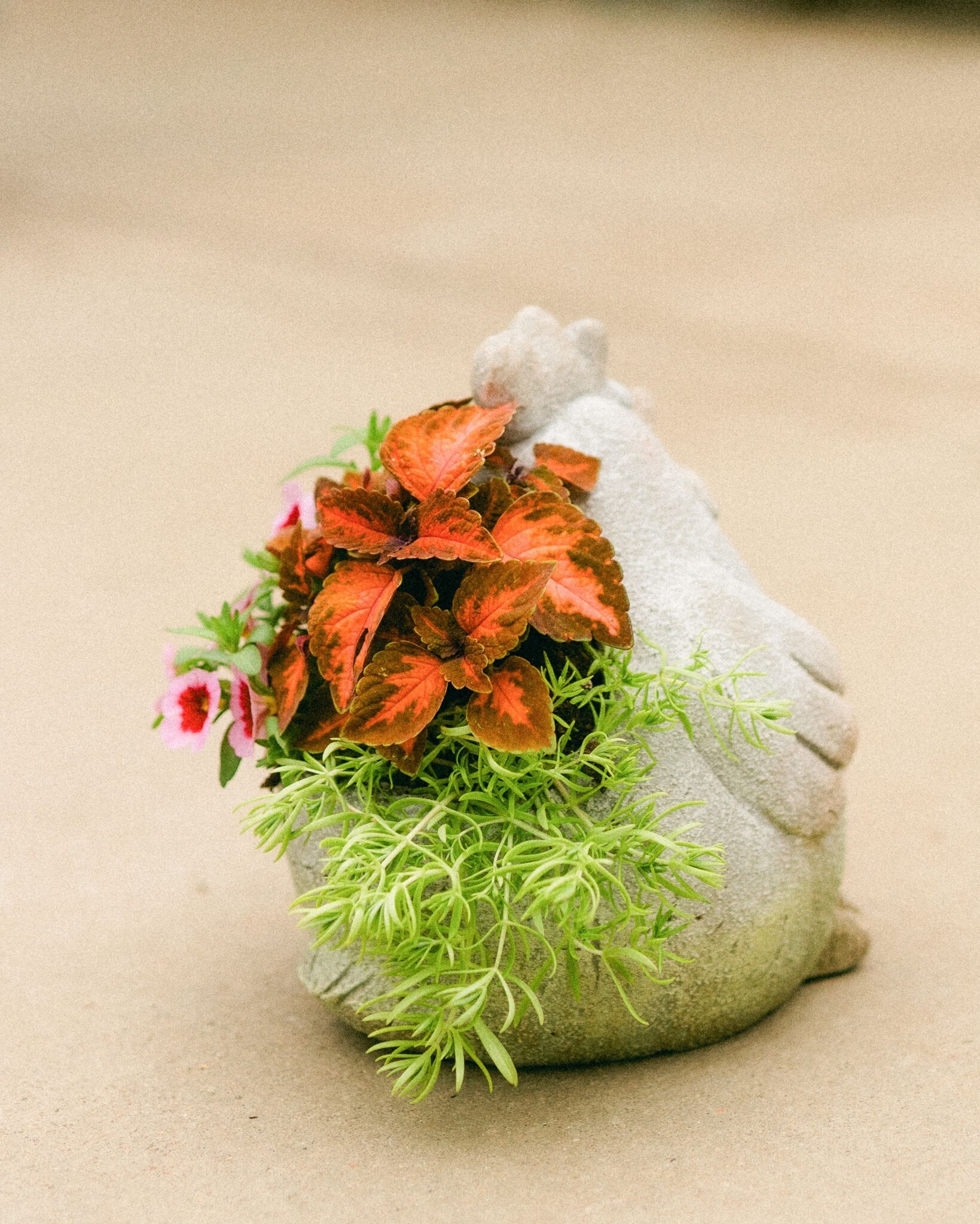 Dutch Growers Cock-A-Doodled Bloom Mothers Day Arrangement