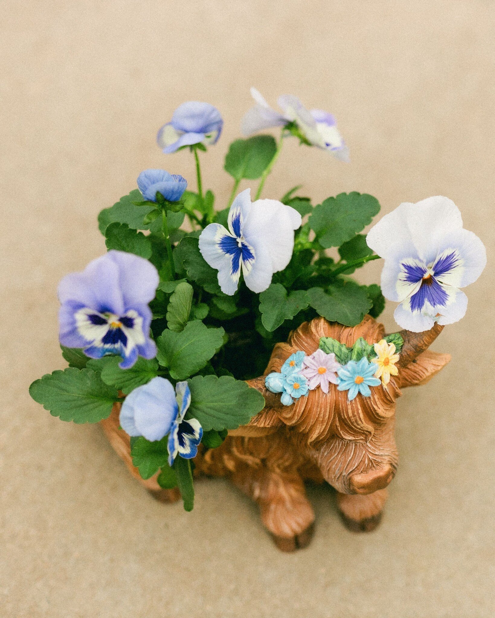 Dutch Growers Moo-ther's Love  Mothers Day Arrangement