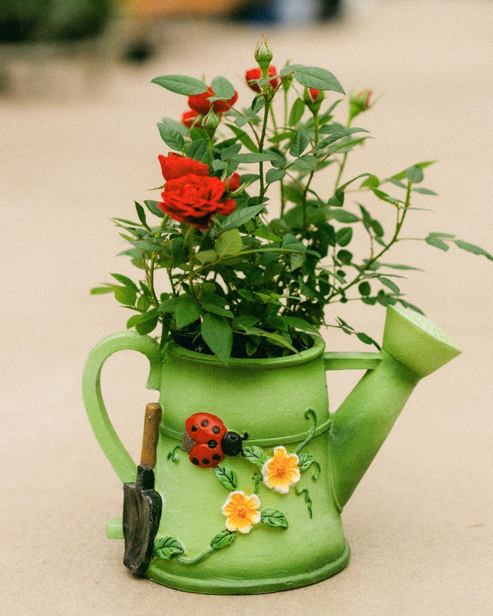 Dutch Growers The Blooming Can  Mothers Day Arrangement