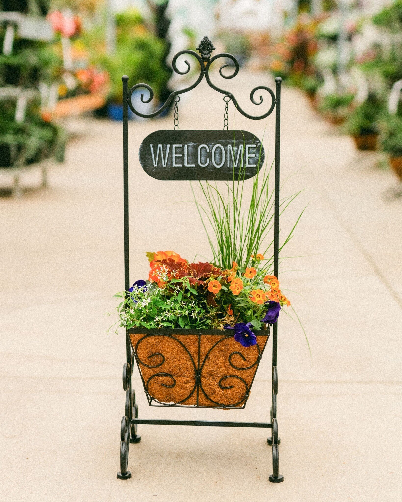 Dutch Growers A Mother's Welcome Mothers Day Arrangement
