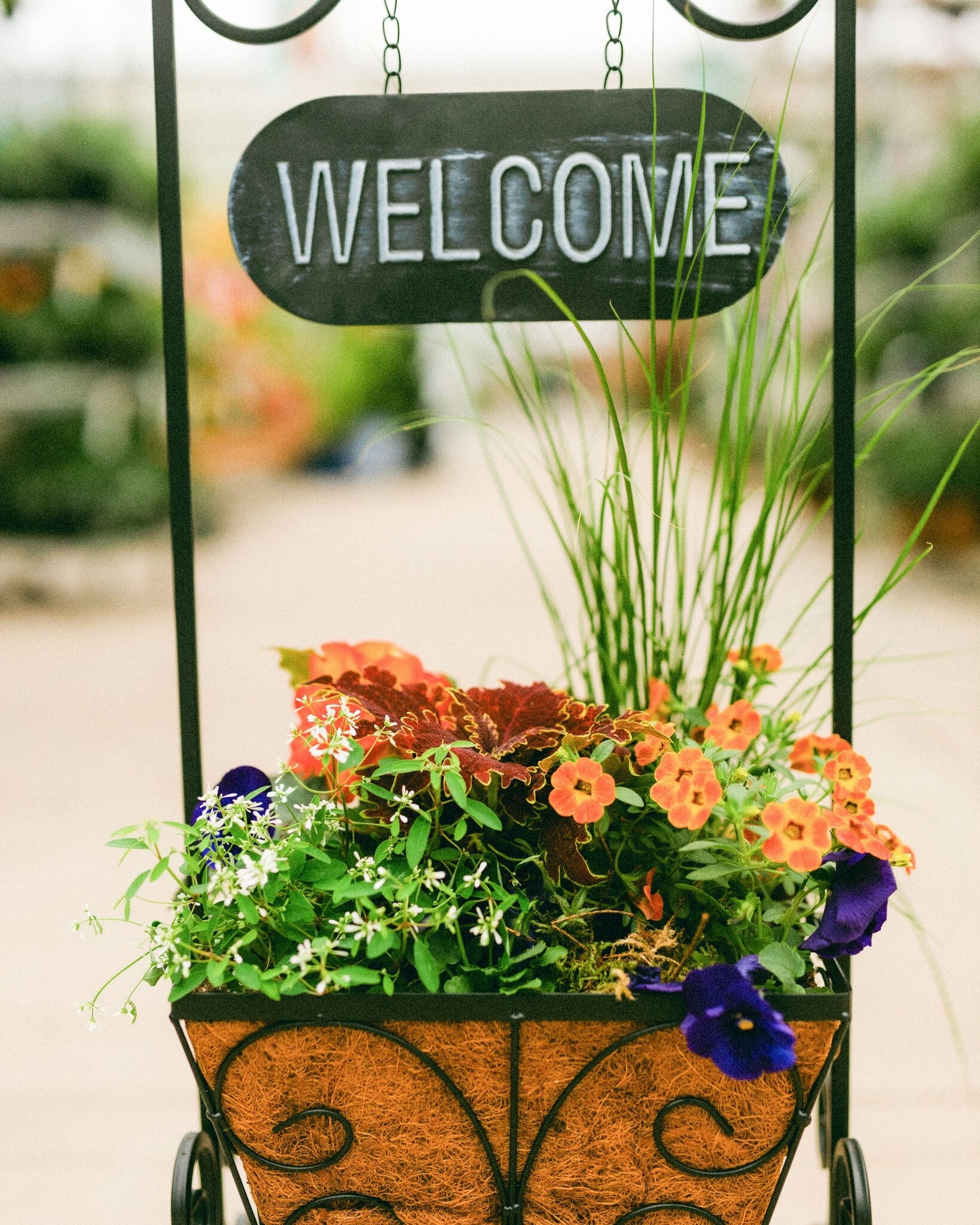 Dutch Growers A Mother's Welcome Mothers Day Arrangement