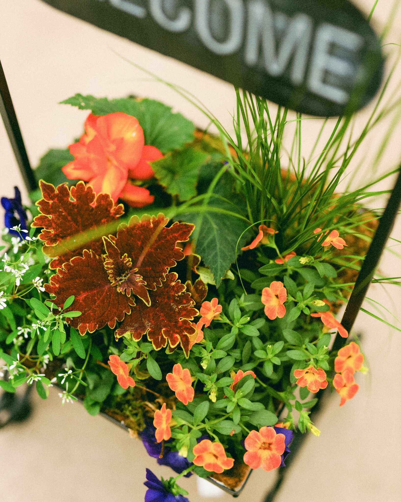 Dutch Growers A Mother's Welcome Mothers Day Arrangement