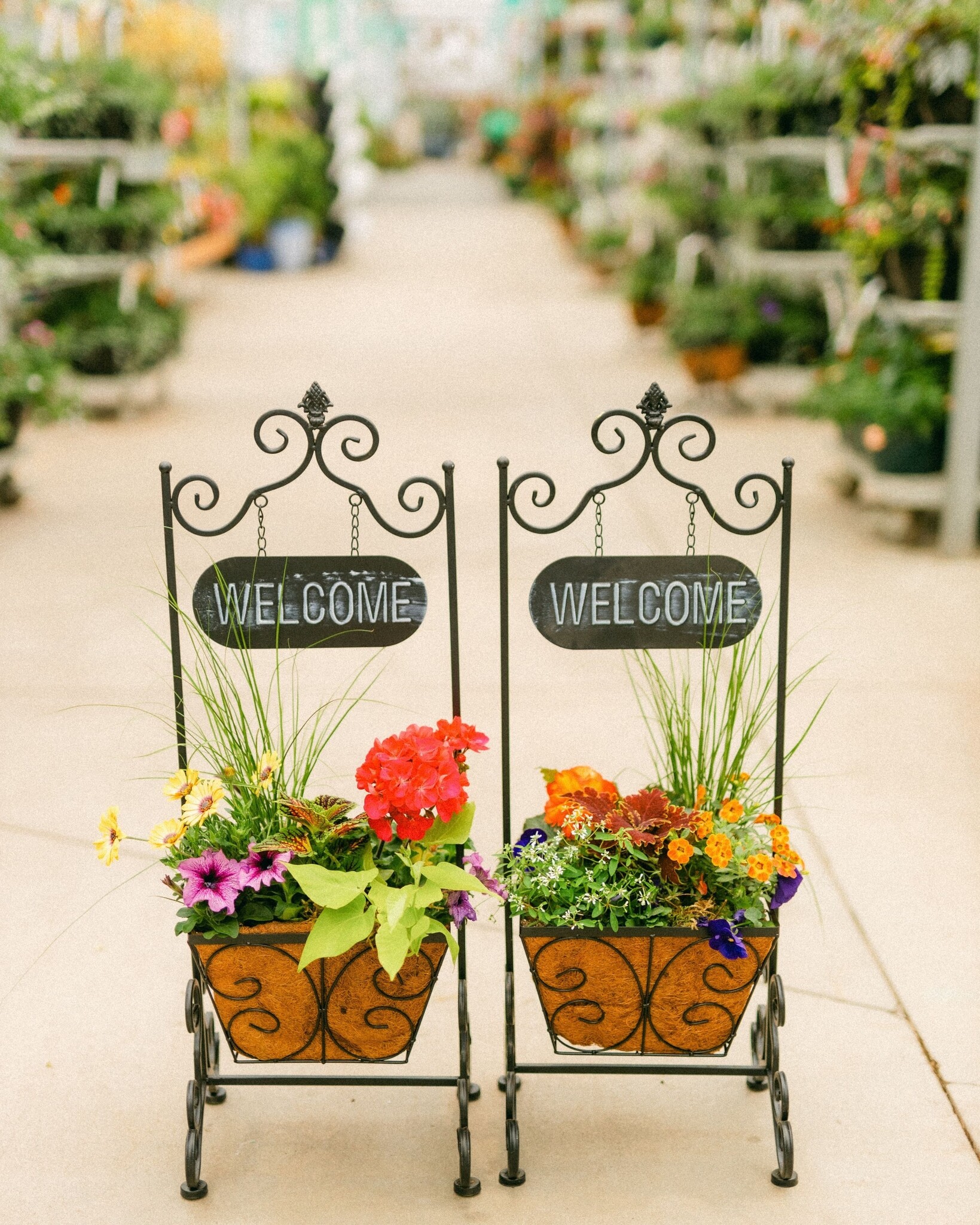Dutch Growers A Mother's Welcome Mothers Day Arrangement