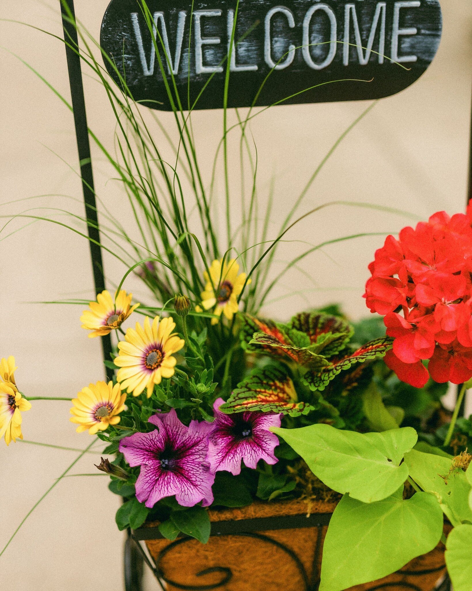 Dutch Growers A Mother's Welcome Mothers Day Arrangement