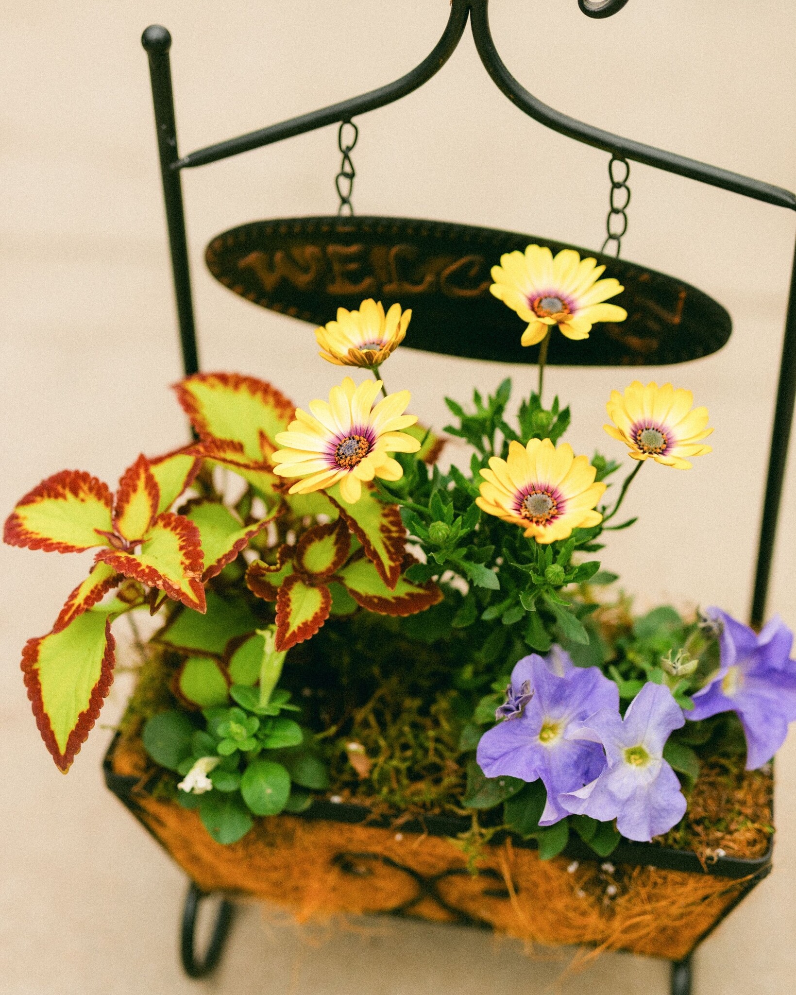 Dutch Growers Moms Warm Welcome Mothers Day Arrangement