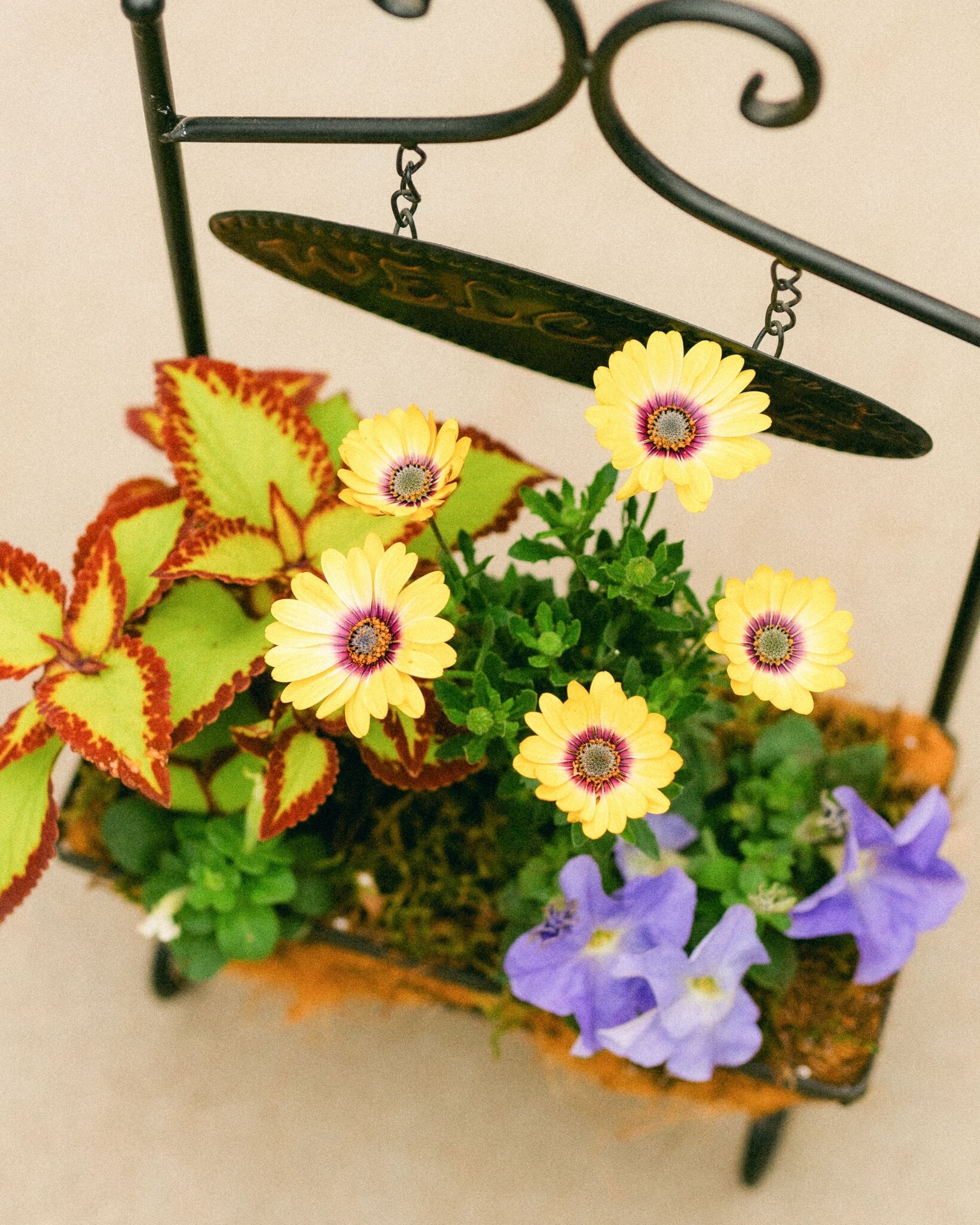 Dutch Growers Moms Warm Welcome Mothers Day Arrangement