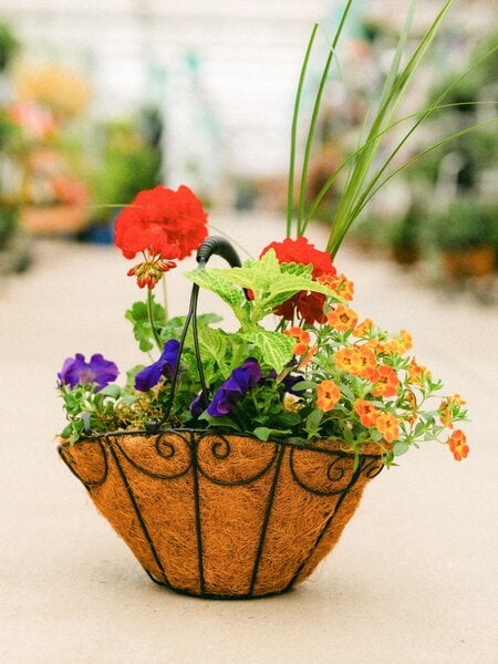 Dutch Growers Moms Flower Basket (small) Mothers Day Arrangement