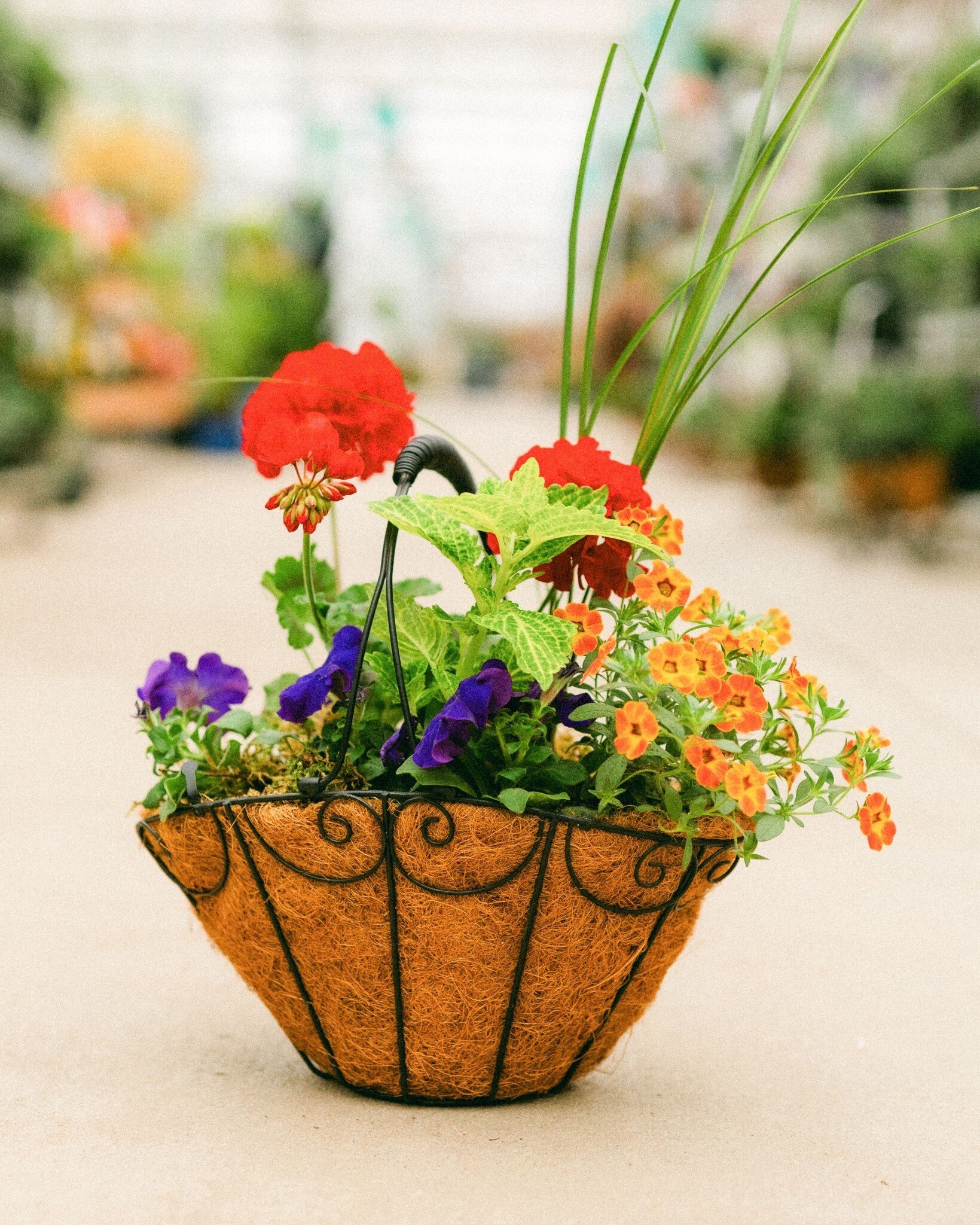 Dutch Growers Moms Flower Basket (small) Mothers Day Arrangement