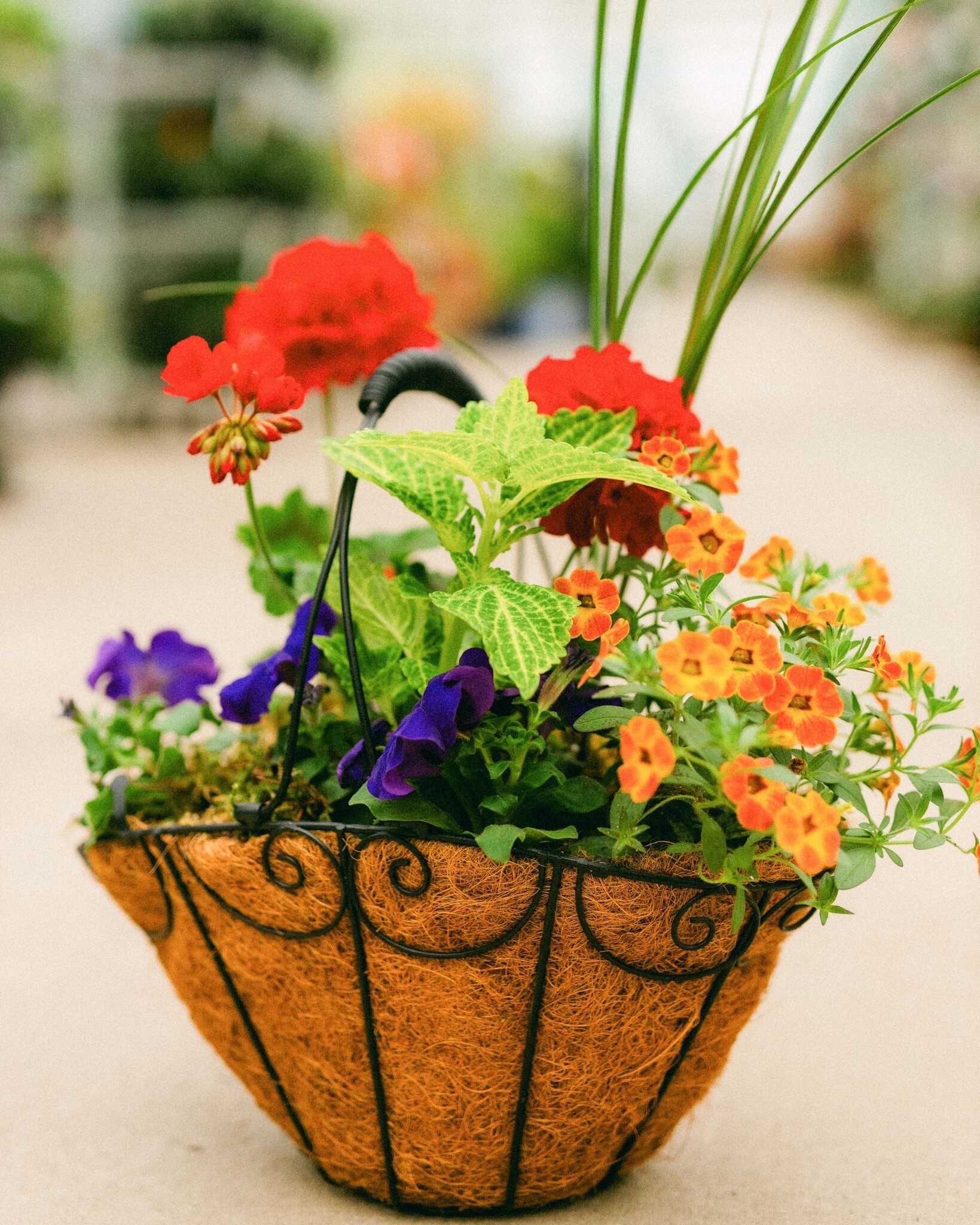 Dutch Growers Moms Flower Basket (small) Mothers Day Arrangement