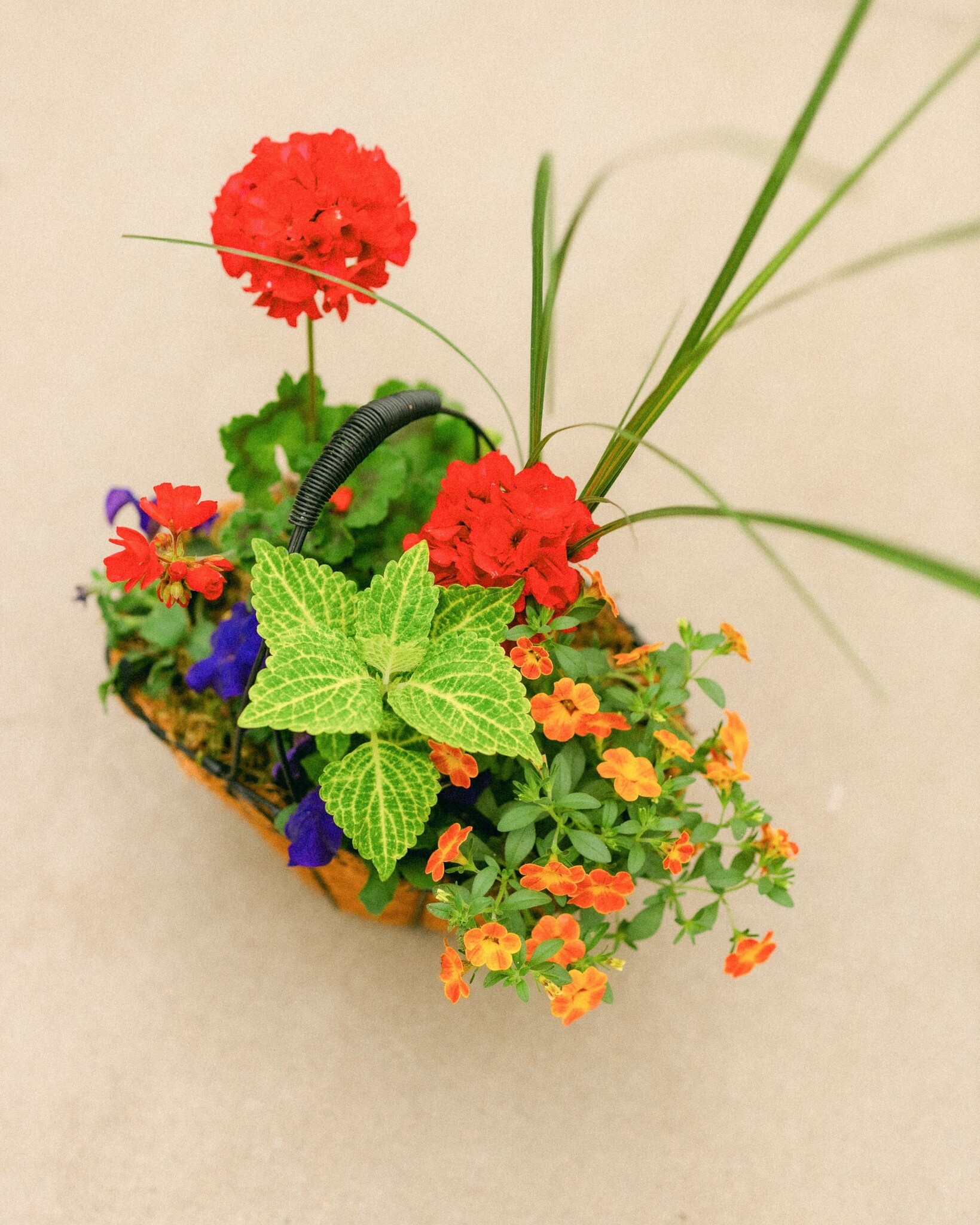 Dutch Growers Moms Flower Basket (small) Mothers Day Arrangement