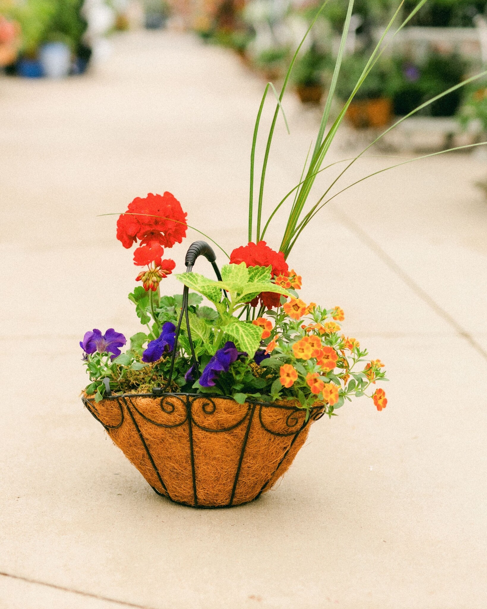 Dutch Growers Moms Flower Basket (small) Mothers Day Arrangement