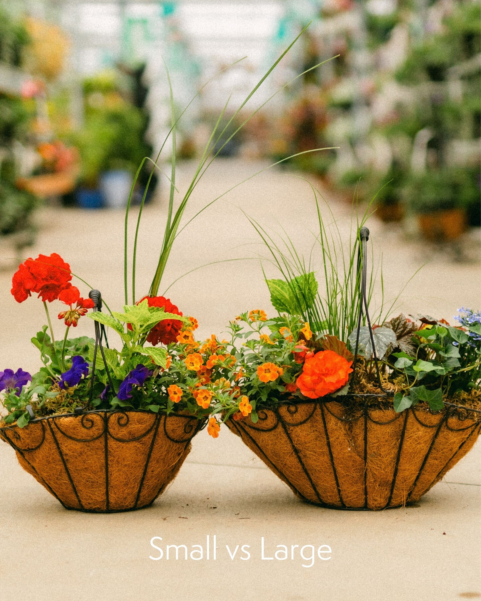 Dutch Growers Moms Flower Basket (small) Mothers Day Arrangement