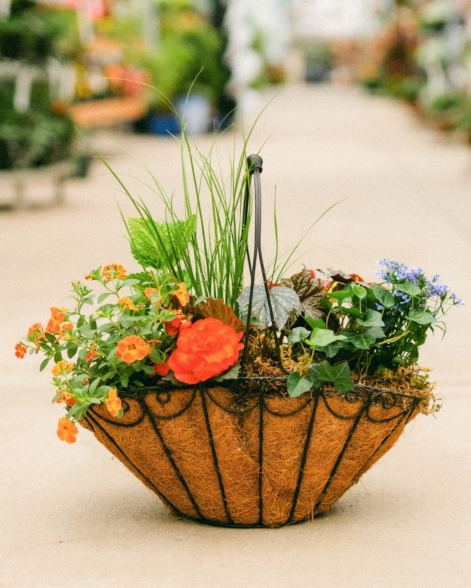 Dutch Growers Moms Flower Basket (large) Mothers Day Arrangement