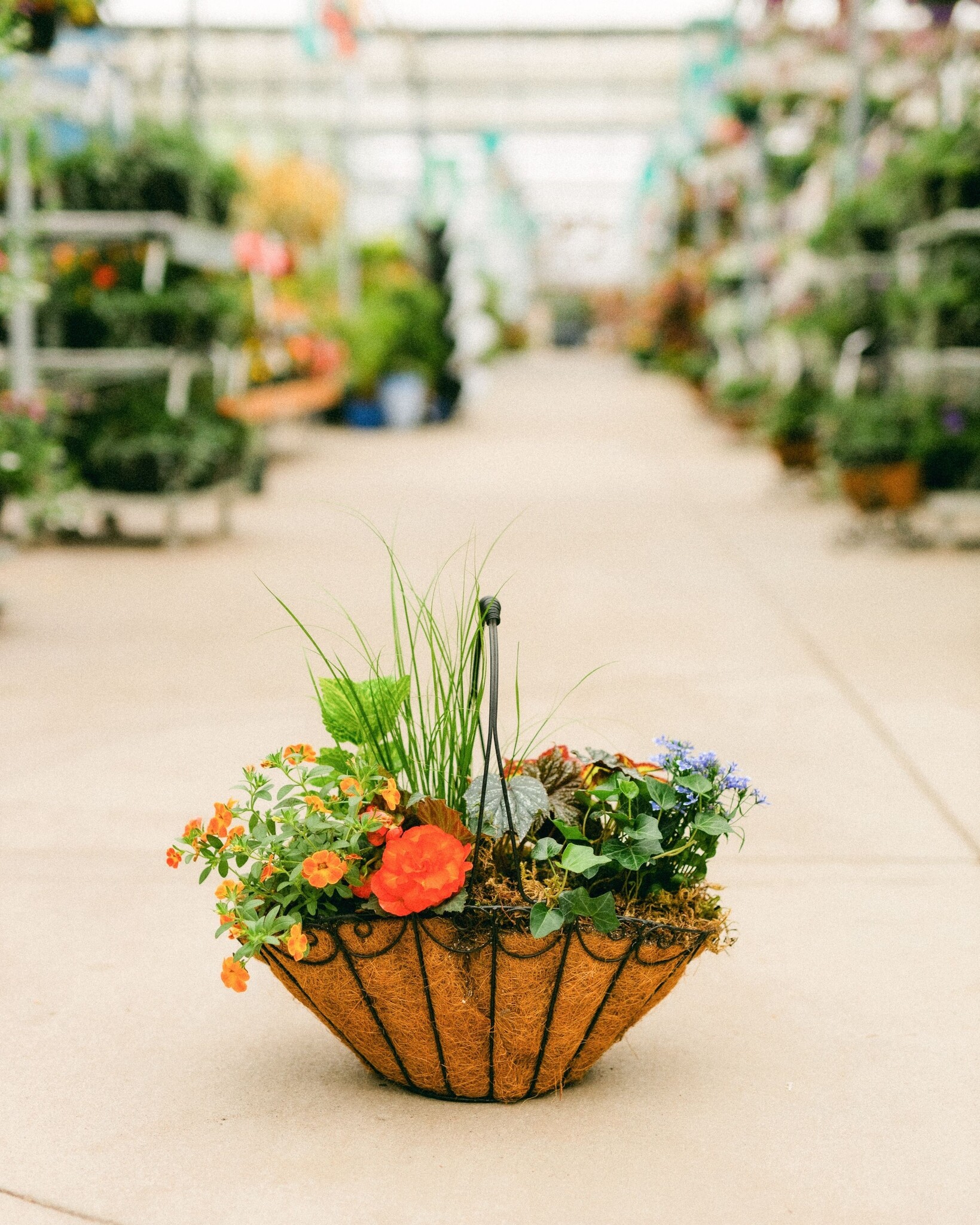 Dutch Growers Moms Flower Basket (large) Mothers Day Arrangement