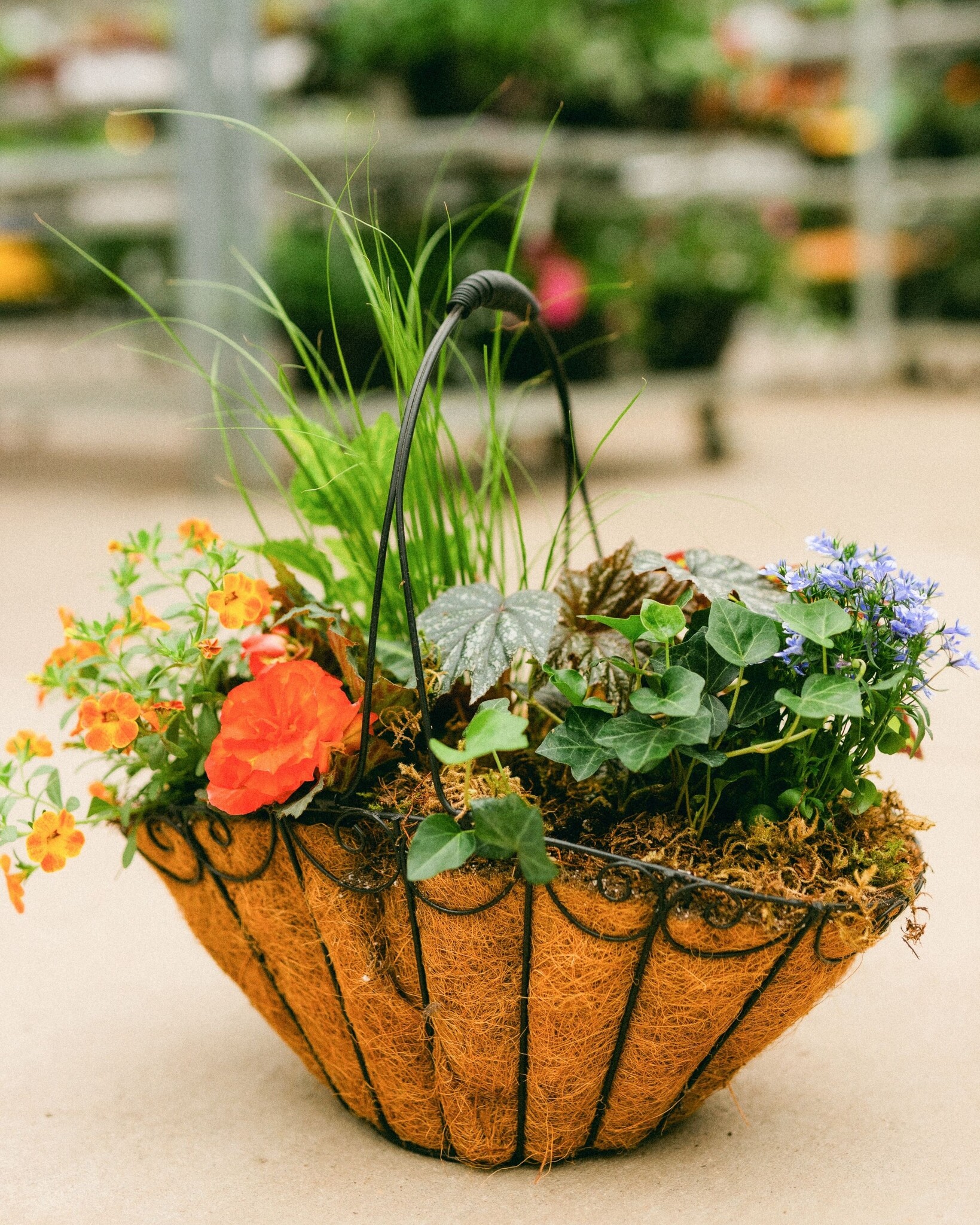Dutch Growers Moms Flower Basket (large) Mothers Day Arrangement