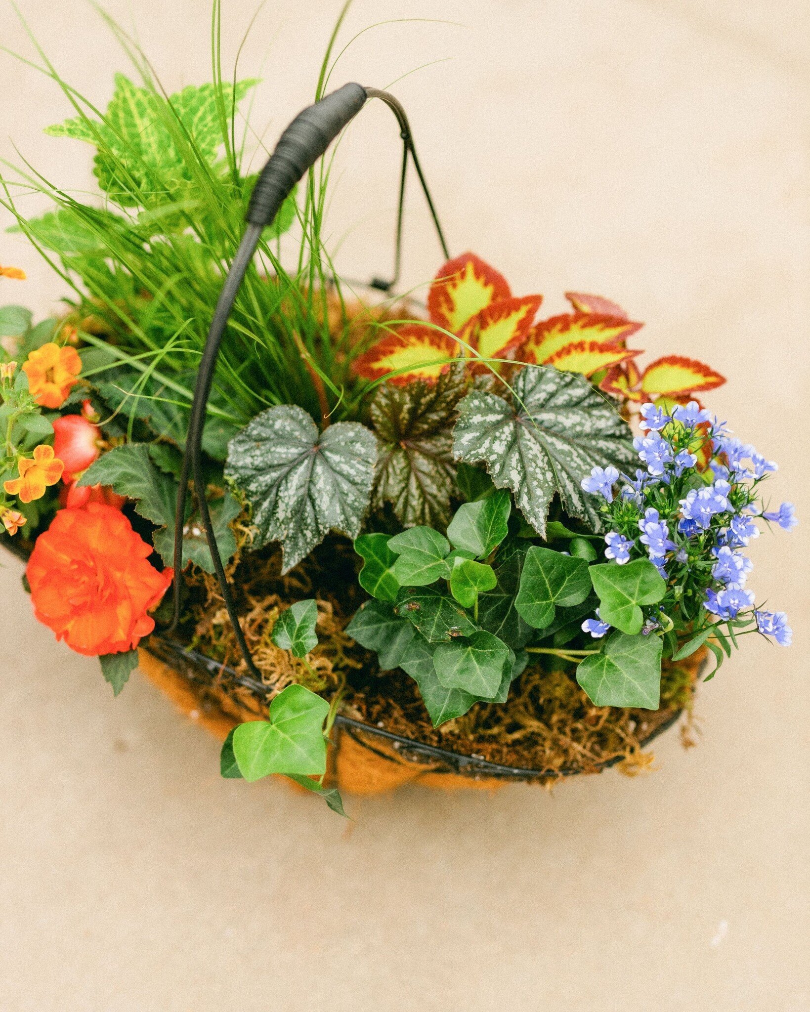 Dutch Growers Moms Flower Basket (large) Mothers Day Arrangement