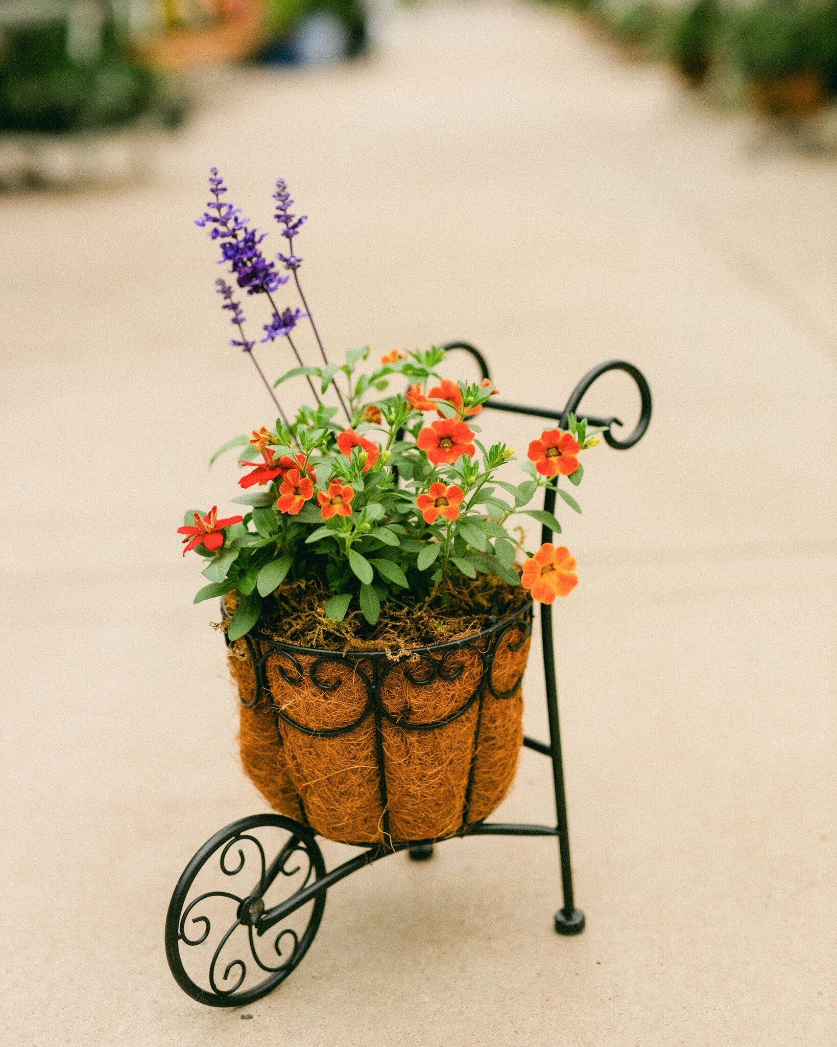 Dutch Growers Moms Little Garden Mothers Day Arrangement