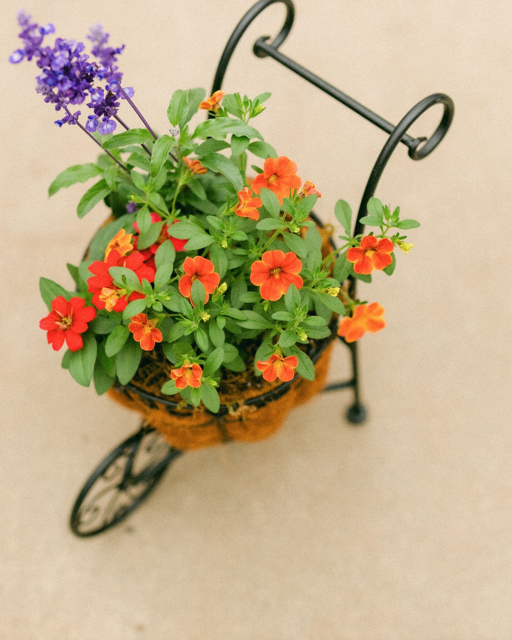 Dutch Growers Moms Little Garden Mothers Day Arrangement