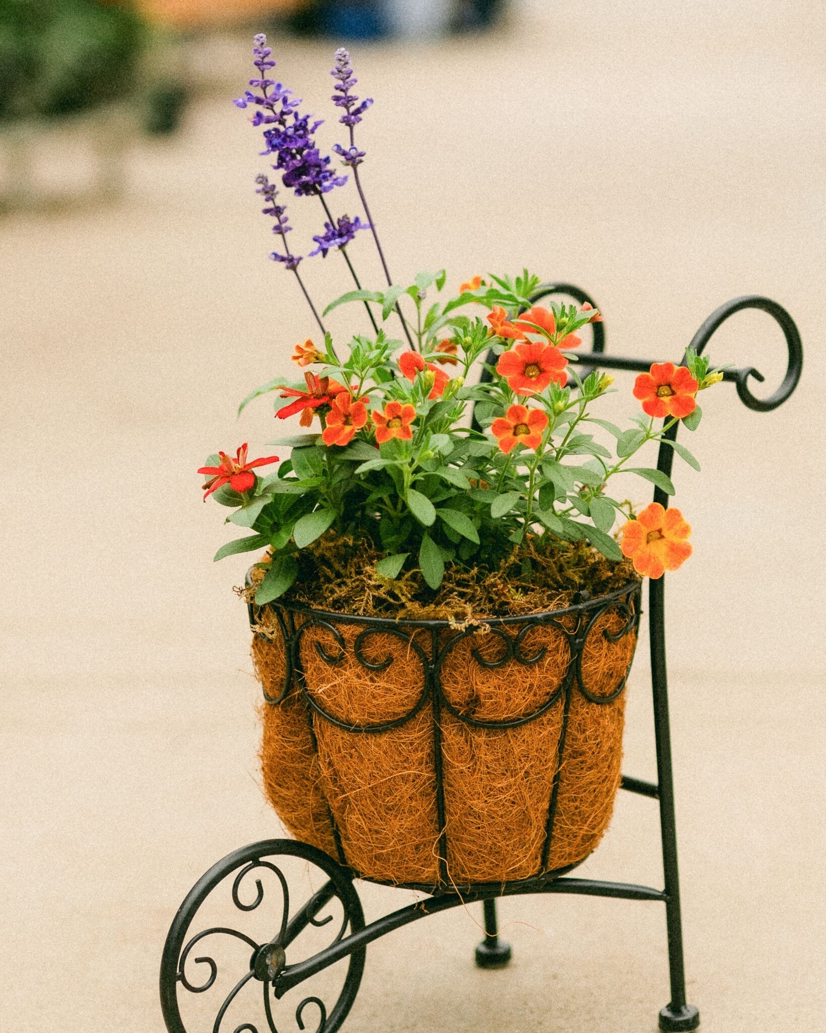 Dutch Growers Moms Little Garden Mothers Day Arrangement