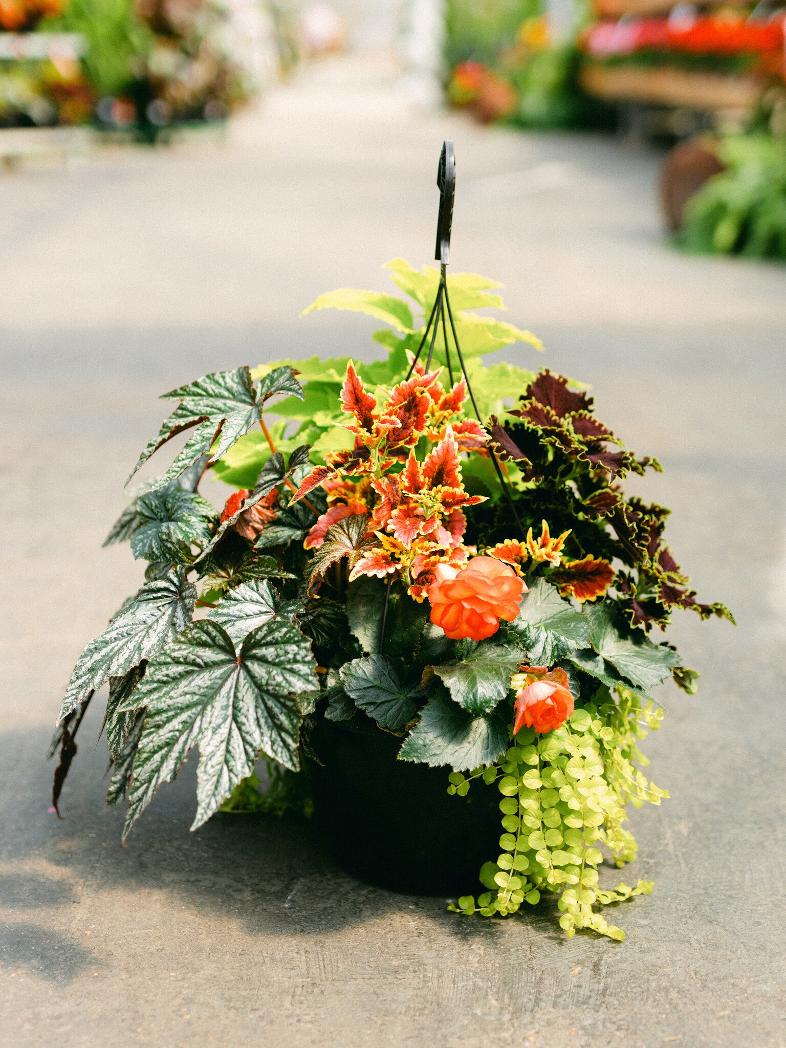 Begonia  Goldie #15 Hanging Basket 14" Shade