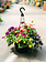 Bejeweled #13 Hanging Basket 14" Sun