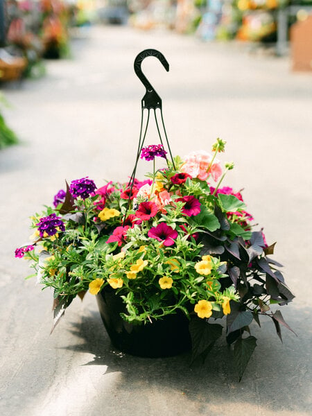 Bejeweled #13 Hanging Basket 14" Sun