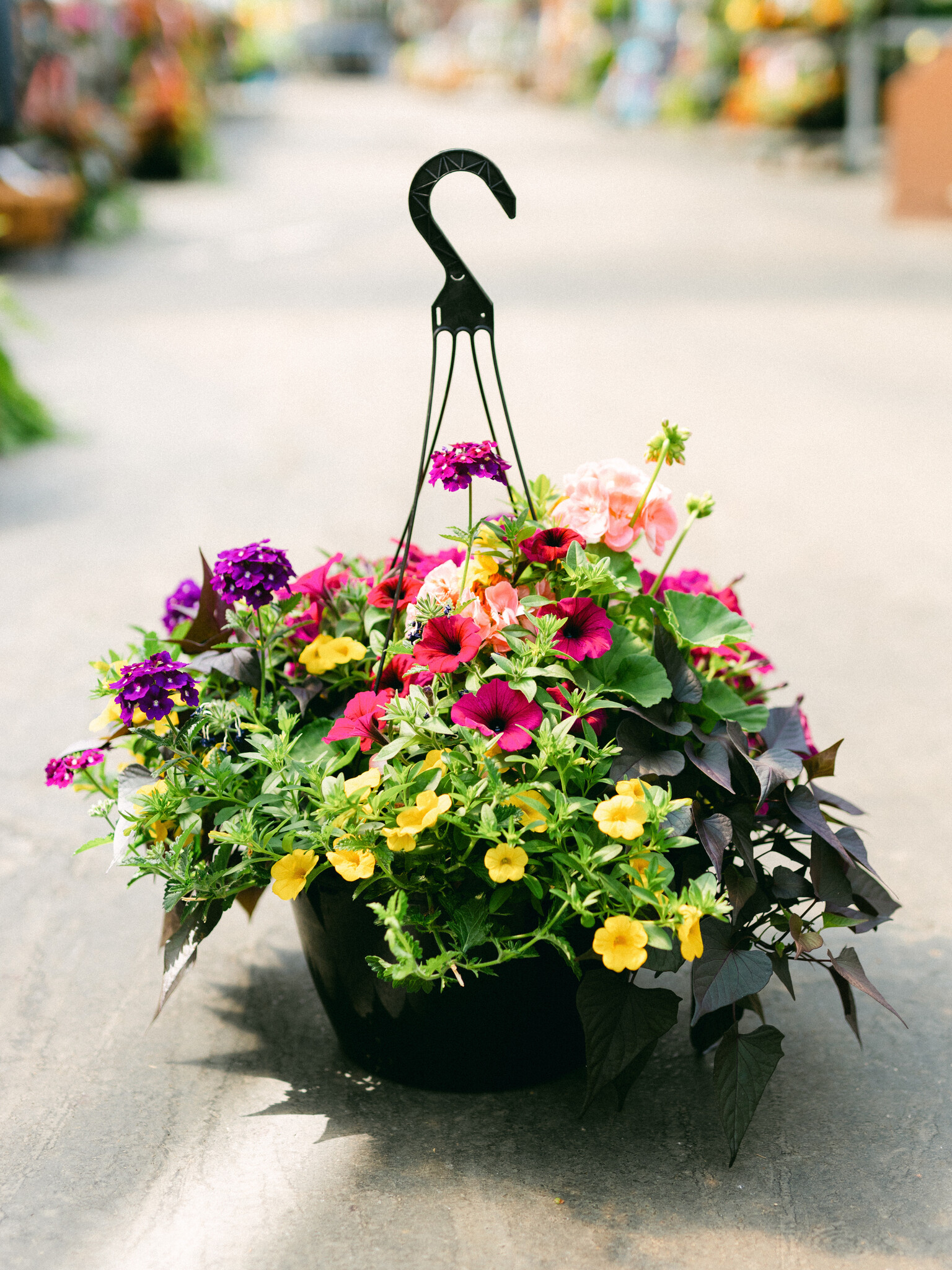 Bejeweled #13 Hanging Basket 14" Sun
