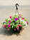 Big Flirt #12 Hanging Basket 14" Sun