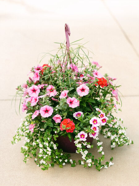 Cotton Candy Storm #9 Hanging Basket 14" Sun