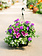 Eye Caramba #14 Hanging Basket 14" Sun