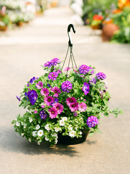 Eye Caramba #14 Hanging Basket 14" Sun