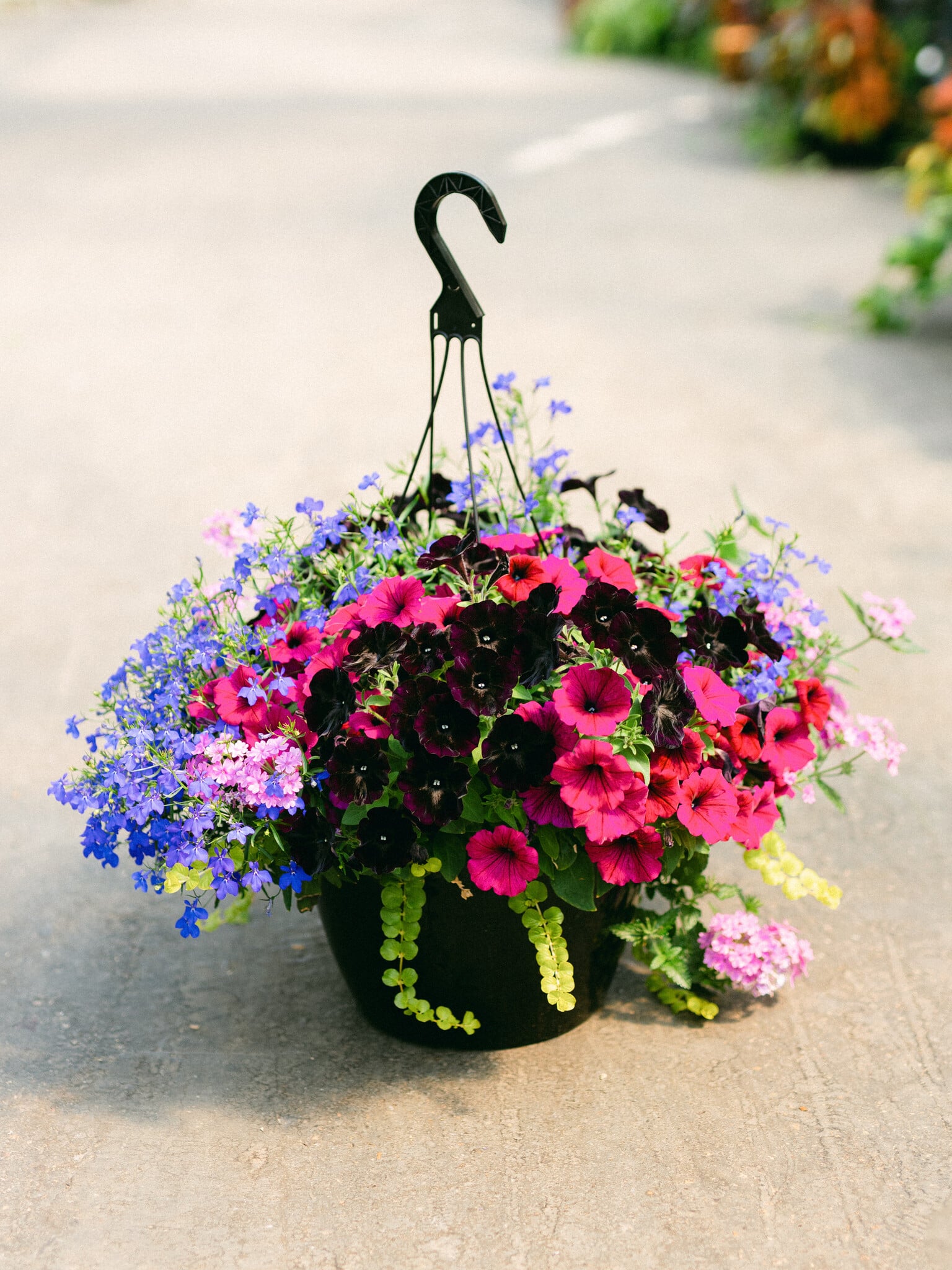 Fashionista #11 Hanging Basket 14" Sun