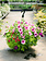 Grape Fit #1 Hanging Basket 14" Sun