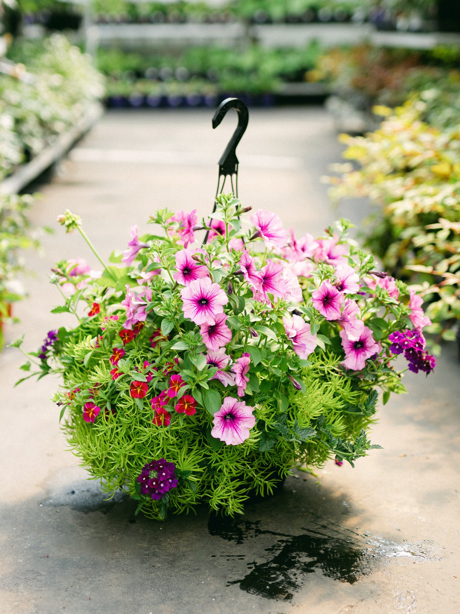Grape Fit #1 Hanging Basket 14" Sun
