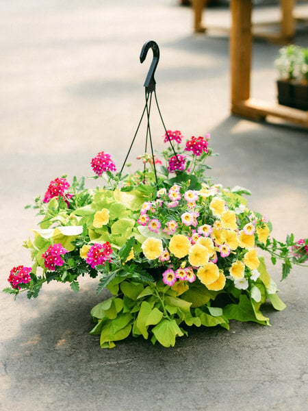 Great Escape #8 Hanging Basket 14" Sun