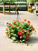 Hey Cupid #9 Hanging Basket 14" Sun