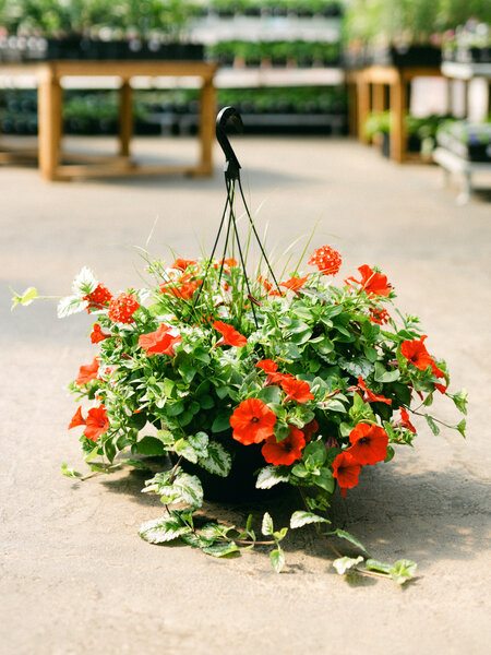Hey Cupid #9 Hanging Basket 14" Sun