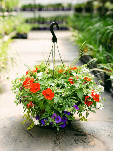 Liberty Bell #7 Hanging Basket 14" Sun