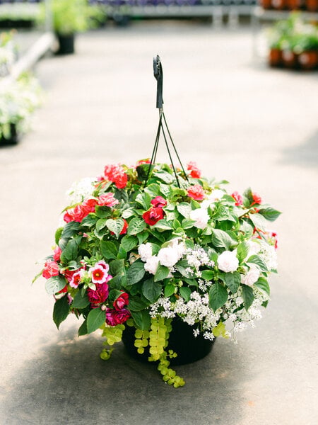 Rocco Rose #16 Hanging Basket 14" Shade