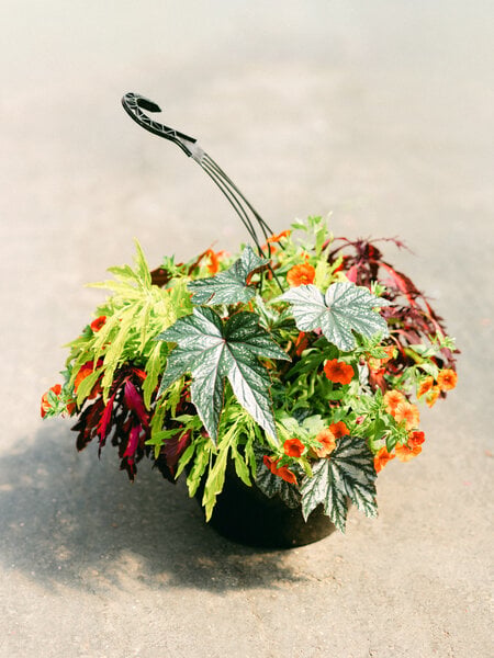 Times Square #18 Hanging Basket 14" Shade